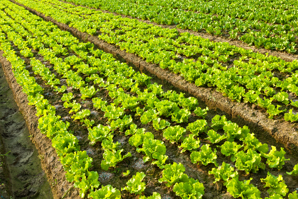 2023 Versus Capital Blog #2 - Grid Farmland
