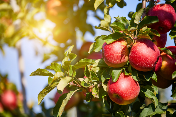 Orchard