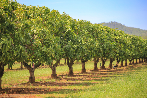 Tree Orchard